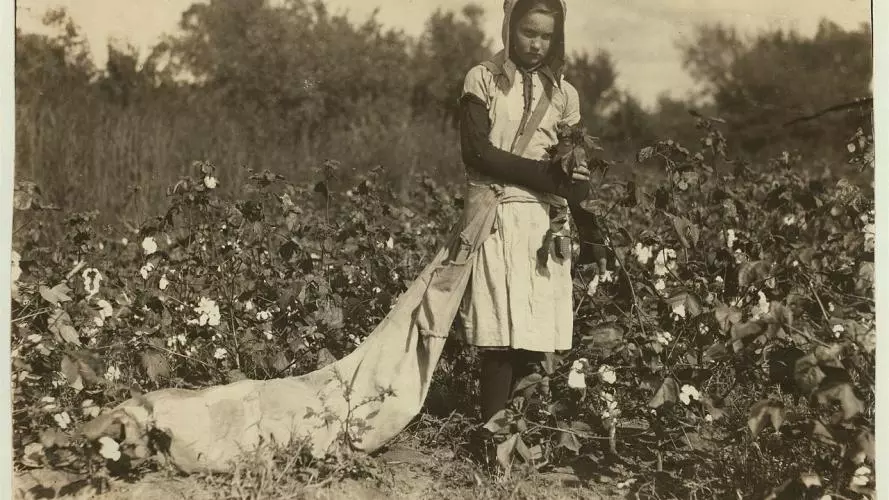 1280px no known restrictions picking cotton by lewis w hine 1916 loc