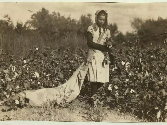 1280px no known restrictions picking cotton by lewis w hine 1916 loc