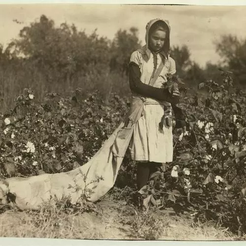 1280px no known restrictions picking cotton by lewis w hine 1916 loc