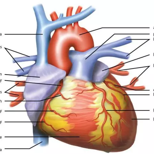 heart