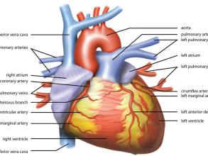 heart